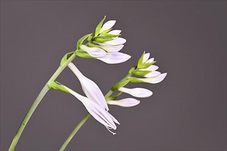 Blooming flowers of Hosta garden plant on gray background,
