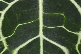 Close up of tropical 'Anthurium Clarinervium' houseplant leaf,
