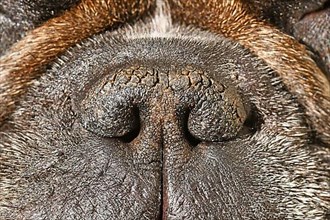 Dry brachycephalic dog nose with narrow nostrils of a French Bulldog,