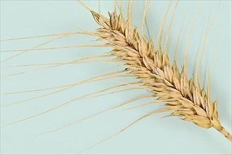 Single piece of ripe durum wheat grain,