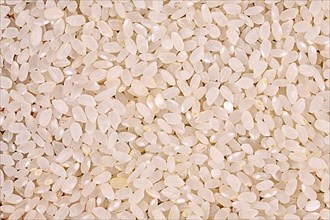 Close up of raw Japanese short grain rice,