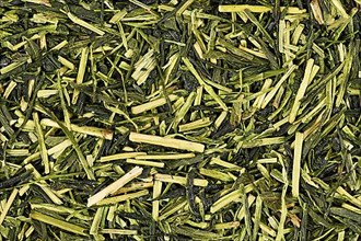 Japanese green twig tea herbs called 'Kukicha' made out of Camellia plant,