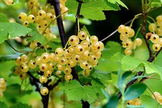 White currants,