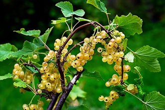 White currants,