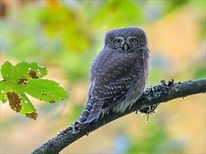 Pygmy Owl,