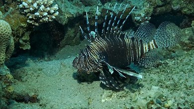 Common Lionfish or Red,