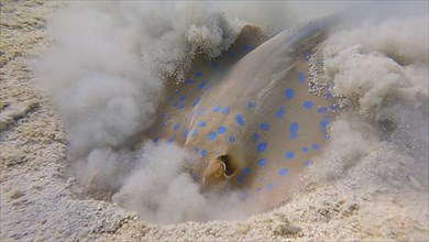 Stingray actively digs sandy bottom in search of food. Blue-spotted Stingray,