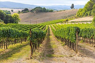 Vineyard, Altesino Winery