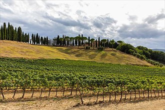 Altesino Winery, framed by cypresses