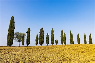 Ploughed field, above a row of cypresses