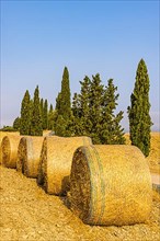 Straw rolls in front of cypresses,