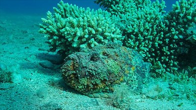 Close-up of the Stonefish lies on sandy bottom covered with green seagrass. Reef Stonefish,