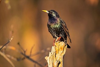 Common starling,