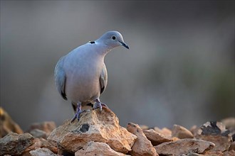 Eurasian Collared Dove,
