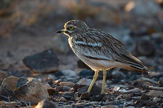 Stone Curlew,
