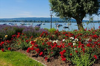 Blooming roses on the shore of Lake Constance, Allensbach