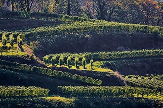 Winegrowing in the Kaiserstuhl. Wine terraces without end. Vogtsburg, Kaiserstuhl
