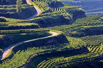 Winegrowing in the Kaiserstuhl. Wine terraces without end. Vogtsburg, Kaiserstuhl