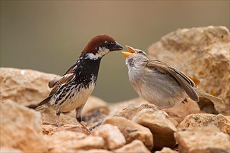 Spanish sparrow,