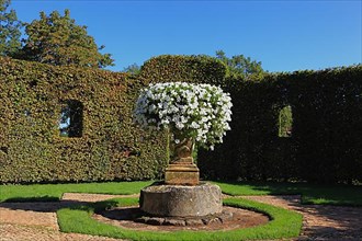 White petunias in a historic flower pot, Jardins du Manoir d'Eyrignac