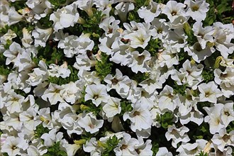 White petunias, Jardins du Manoir d'Eyrignac