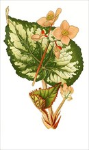 Begonia rex. Begonia, Flower
