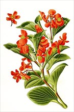 Begonia semperflorens. Begonia, Flower