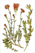 Mesembryanthemum violaceum, echinatum
