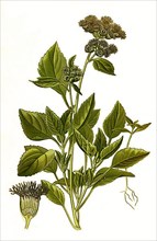 Ageratum ceruleum, whiteweed. Ageratum is a genus of plant in the composite family