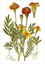 Tagetes patula, French Marigold