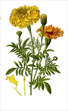Tagetes erectan Marigold. Tagetes, student flower