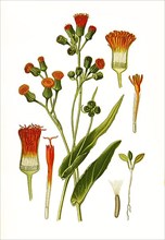 Emilia sagittata, Emilia fosbergii