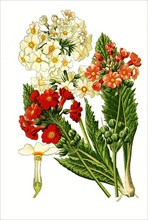 Japonica, Japanese primrose