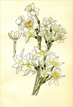 Tazetta, Polyanthus
