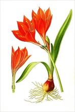 Vallota purpurea, Scarborough Lily