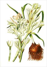 Polianthes tuberosa, Tuberose. Joseph's Rod