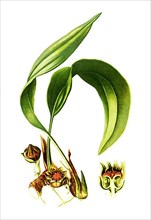 Aspidistra lurida. Cobbler's palm, Flower