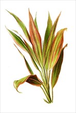 Cordyline terminalis, cabbage palm