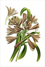 Agapanthus umbellatusn Lily of the Lilies, Flower