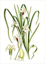 Brodiaea Triteleia unifloara, Triplet Lily