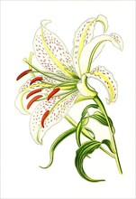 Auratum, Gold-Rayed Lily of Japan