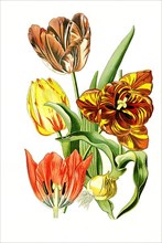 Gesneriana, Garden Tulip.