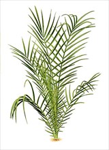 Phoenis spinosa, Spiny Date Palm. Phoenix palm