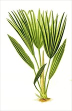 Livistona chinensis, Bourbon Palm