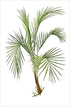 Cocos weddeliana, Lytocaryum weddellianum