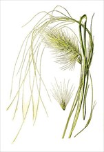 Pennisetum longistylum, Feather Grass