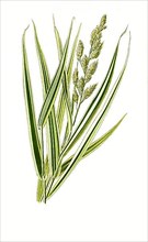 Phalaris arundinacea var variegata, Ribbon Grass