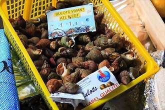 Sea snails, bulots at the market in Souillac in the Lot department in the far north-west of the Occitanie region of southern France