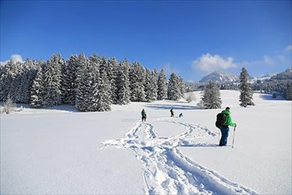 Snowshoe hike on the Beilenberg in a wonderful winter landscape. Sonthofen, Upper Allgaeu