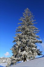 Wonderful winter landscape with blue sky and sunshine. Sonthofen, Oberallgaeu